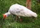 Vörös lábú vagy japán ibis - a legrépibb madár a földön