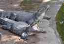 Sziámi krokodil