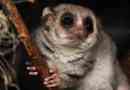 Rat lemurs - kis lemur view