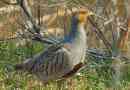 Partridge