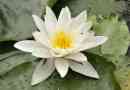 Whitewaters