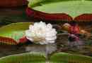 Waterlink victoria regia (amazonian)