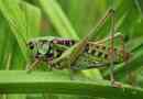 Grasshopper - kilátások és képek