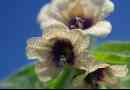 Benna black