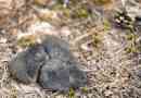 Lemming