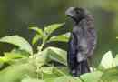 Lichinskoe ani - stink cuckoo