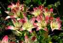 Liliom