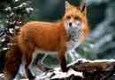 Fox - sly állat. Leírás, fotó, videó (vulpes vulpes)