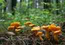 Chanterelles