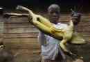 Frog goliath