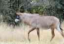 Horseponee antilop