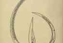 Hosszú nematoda. A worm-pest leírása és fotói
