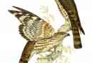 Madagaszkár hawk - kakukk