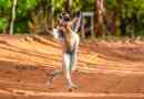 Madagaszkár lemur megmutatta juliana királynak