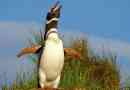 Magellan penguin: bird fotók, minden információ