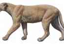 Mahayod - sabl cat
