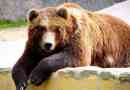 Grizzly medve