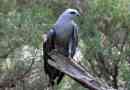 Missisipsky korshun