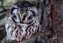 Mochnogo owl - hosted dark taiga