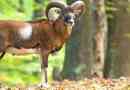 Muflon