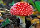 Amanita piros