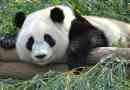 Milyen szárazföldi és mely országban egy nagy panda él?