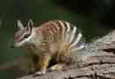 Nambat