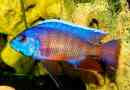 Aquarium fish cichlid nevei és fényképei