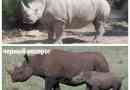 Rhino fehér