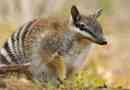 Numbat - ősi harci állat