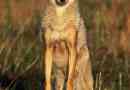 A szegény coyote csendje a szó
