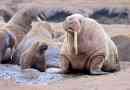 Életmód és érdekes tények a walrusról