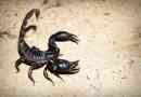 A scorpion az embernek veszélyes?