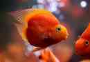 Aquarium hal papagájának leírása és tartalma