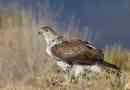 Eagle bonelli - eltűnő
