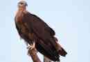 Eagle - hosszú távú
