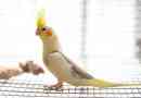 A parrot koroela jellemzői