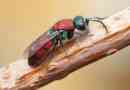 Wasp-fényes vagy arany darázs