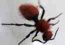 Wasp-chims vagy bolyhos darázsok