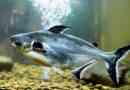 Pangasius az akváriumban - tartalom és gondozás