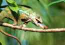 Panther chameleon