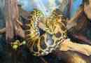 Paraguayan anaconda vagy sárga aaconda