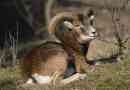 Altai mountain ram