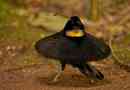 Carolia carol - paradise bird