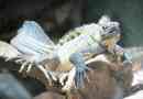 Vitorlázás phillipinskaya agama - lizard water dragon