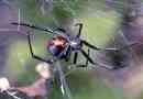 Spider karakurt
