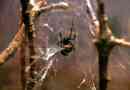 Spider karakurt