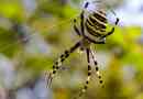 Spider-osa (argiop bunnunich)