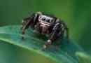 Spider skakun