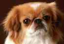 Pekingese - éhínség jellemzői és betegségei